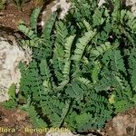 Coronilla viminalis Buveinė