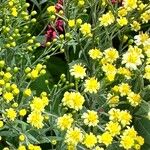 Senecio brasiliensis Flor