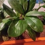 Aglaonema modestum 葉