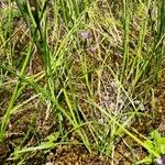 Hesperantha petitiana Leaf