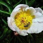 Paeonia lactiflora ফুল