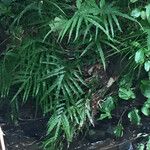Pteris cretica Habitus