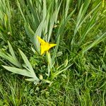 Iris pseudacorus Virág