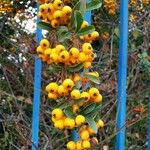 Pyracantha coccinea Blatt