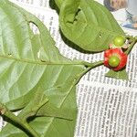 Heisteria costaricensis Fruit