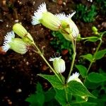 Silene CilliataBloem