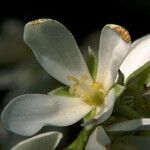 Amelanchier cusickii 花