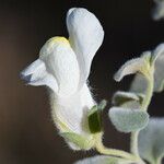 Antirrhinum molle Blomst