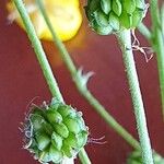 Ranunculus acris Плод