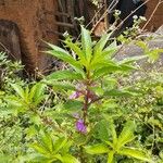 Impatiens balsamina Hábito