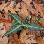Chimaphila maculata Hoja