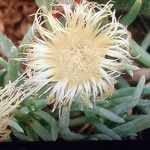 Lampranthus spectabilis Kvet