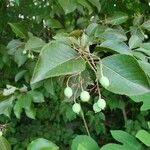 Viburnum prunifolium Leaf