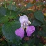 Impatiens balfouriiFlower