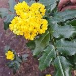 Berberis pinnata Кветка