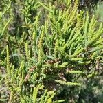 Arthrocnemum macrostachyum Likasa