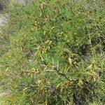 Neltuma alpataco Habitus