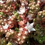 Sedum anglicum Blüte