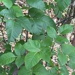 Rhus aromatica Leaf