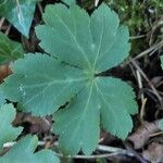 Sanicula europaea Likasa