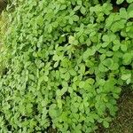 Crotalaria incana Folha