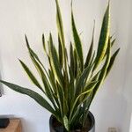 Dracaena stuckyi Yaprak