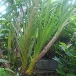 Grammatophyllum speciosum Lapas