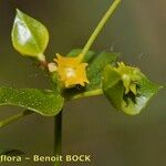 Euphorbia graminifolia Frutto