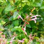 Salvia coccineaFlower