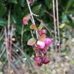 Symphoricarpos orbiculatus Φρούτο