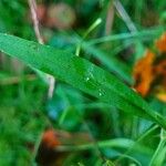 Ranunculus flammula Leaf