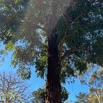 Eucalyptus sideroxylon List