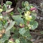 Baccharis pilularis Leaf