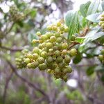 Embelia angustifolia Fruit