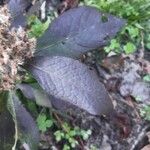 Eutrochium purpureum Leaf
