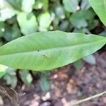 Ochna membranacea Blad