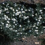 Convolvulus trabutianus Habit