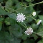 Adenostemma mauritianum Flower