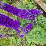 Delphinium elatumFlower