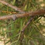 Salix rosmarinifolia Rinde