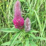 Trifolium rubensFlower