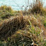 Carex pendula Feuille