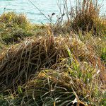 Carex pendula Leaf