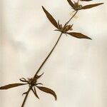 Hygrophila auriculata Flower