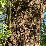 Salix pentandra പുറംതൊലി