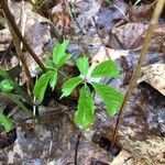 Panax quinquefolius Blad