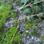 Carex divulsa Fruto