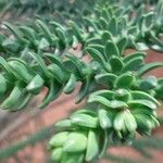 Araucaria rulei Φύλλο