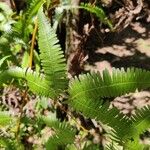 Gleichenella pectinata Hoja
