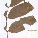 Archidendron ramiflorum Folio